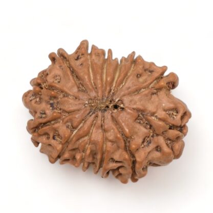 13-Mukhi-Rudraksha-Nepal-13-Back