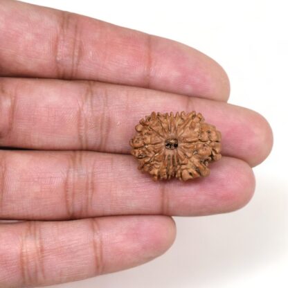 13-Mukhi-Rudraksha-Nepal-13-Hand