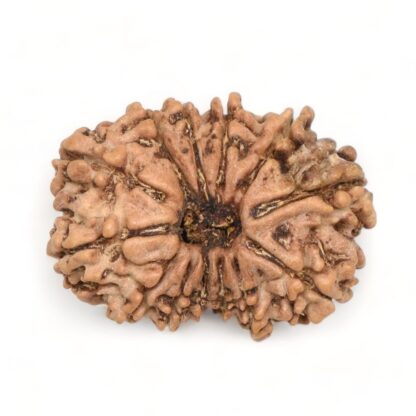 13-Mukhi-Rudraksha-Nepal-14