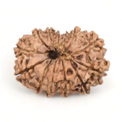 13-Mukhi-Rudraksha-Nepal-14-Back