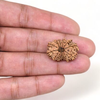 13-Mukhi-Rudraksha-Nepal-14-Hand