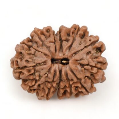 13-Mukhi-Rudraksha-Nepal-15