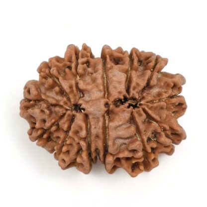 13-Mukhi-Rudraksha-Nepal-15-Back