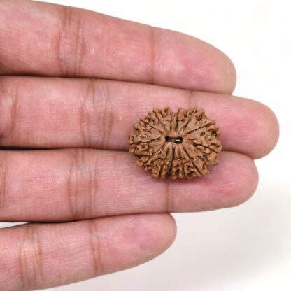 13-Mukhi-Rudraksha-Nepal-15-Hand