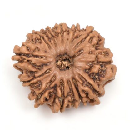 13-Mukhi-Rudraksha-Nepal-16