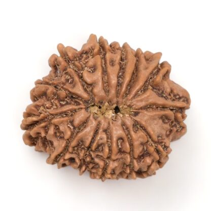 13-Mukhi-Rudraksha-Nepal-16-Back