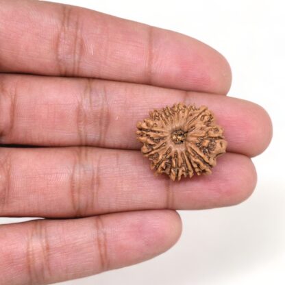 13-Mukhi-Rudraksha-Nepal-16-Hand