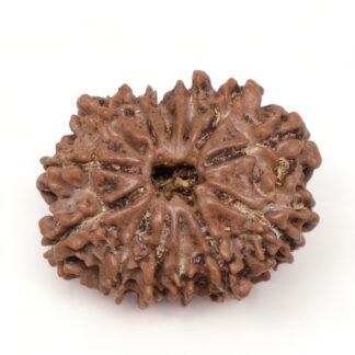 13-Mukhi-Rudraksha-Nepal-17