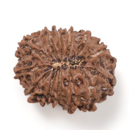 13-Mukhi-Rudraksha-Nepal-17-Back