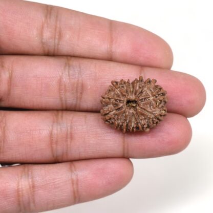 13-Mukhi-Rudraksha-Nepal-17-Hand