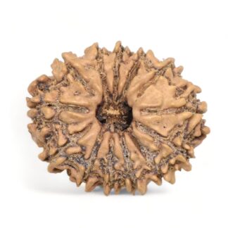 13-Mukhi-Rudraksha-Nepal-18