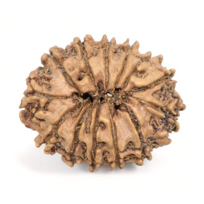 13-Mukhi-Rudraksha-Nepal-18-Back