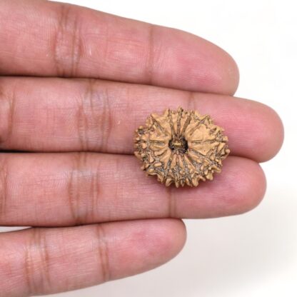 13-Mukhi-Rudraksha-Nepal-18-Hand