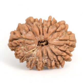 13-Mukhi-Rudraksha-Nepal-19