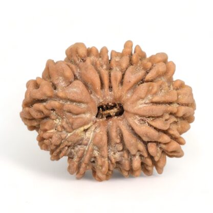 13-Mukhi-Rudraksha-Nepal-19