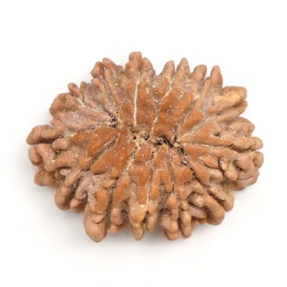 13-Mukhi-Rudraksha-Nepal-19-Back