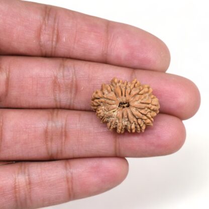 13-Mukhi-Rudraksha-Nepal-19-Hand