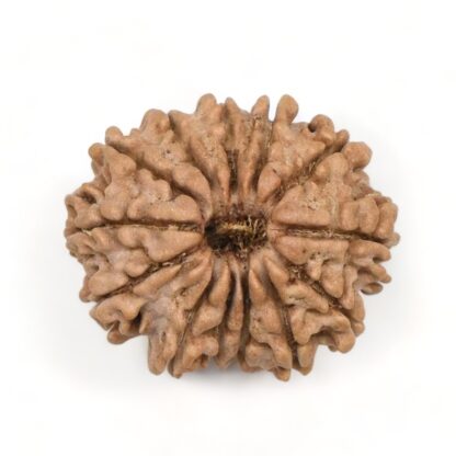 13-Mukhi-Rudraksha-Nepal-2