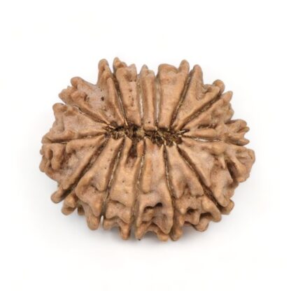 13-Mukhi-Rudraksha-Nepal-2-Back