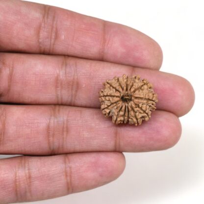 13-Mukhi-Rudraksha-Nepal-2-Hand