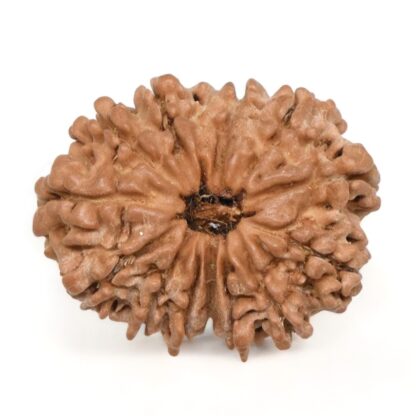 13-Mukhi-Rudraksha-Nepal-20