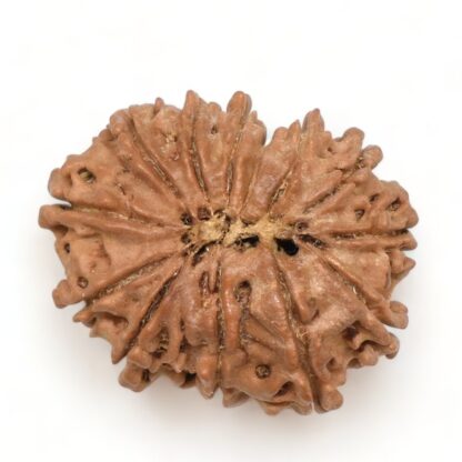 13-Mukhi-Rudraksha-Nepal-20-Back