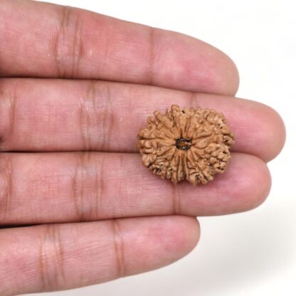 13-Mukhi-Rudraksha-Nepal-20-Hand
