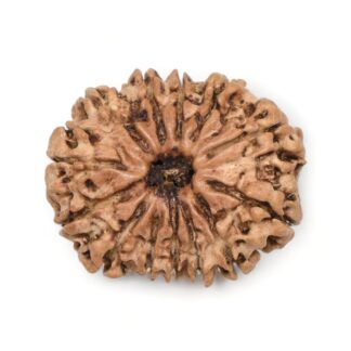 13-Mukhi-Rudraksha-Nepal-3