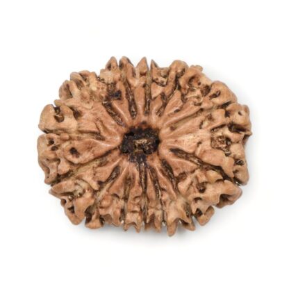 13-Mukhi-Rudraksha-Nepal-3