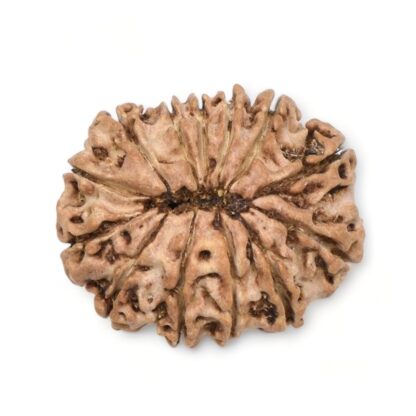 13-Mukhi-Rudraksha-Nepal-3-Back