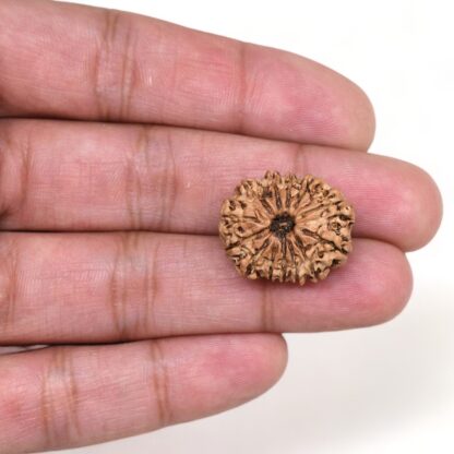 13-Mukhi-Rudraksha-Nepal-3-Hand