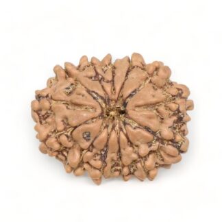 13-Mukhi-Rudraksha-Nepal-4