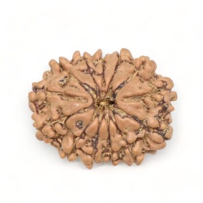 13-Mukhi-Rudraksha-Nepal-4