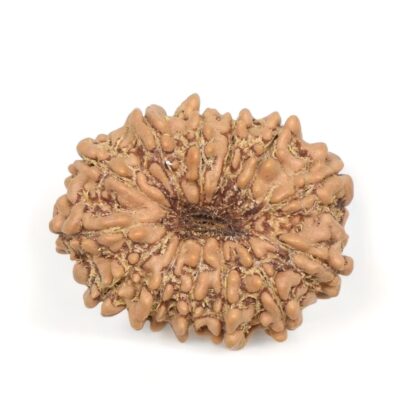 13-Mukhi-Rudraksha-Nepal-4-Back