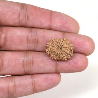 13-Mukhi-Rudraksha-Nepal-4-Hand