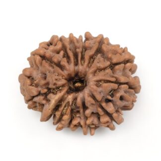 13-Mukhi-Rudraksha-Nepal-5