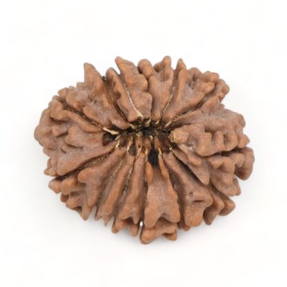 13-Mukhi-Rudraksha-Nepal-5-Back