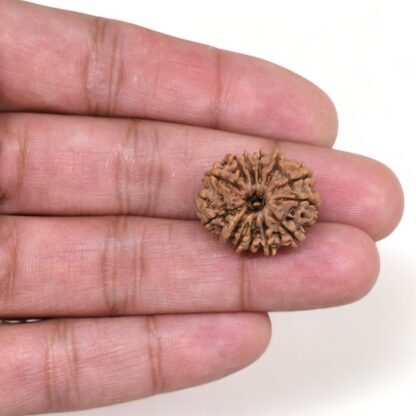 13-Mukhi-Rudraksha-Nepal-5-Hand