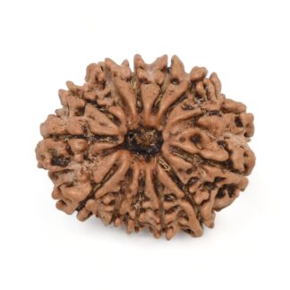 13-Mukhi-Rudraksha-Nepal-6