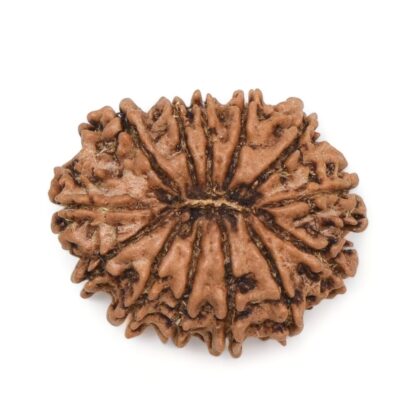 13-Mukhi-Rudraksha-Nepal-6-Back