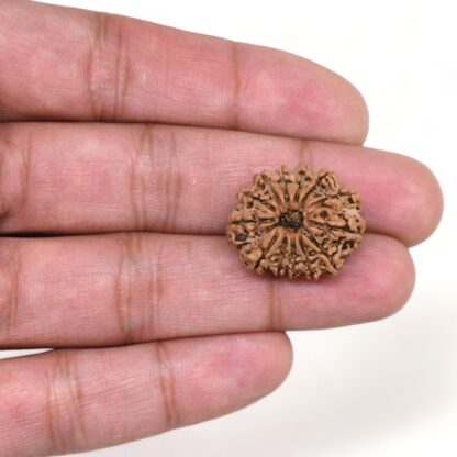 13-Mukhi-Rudraksha-Nepal-6-Hand