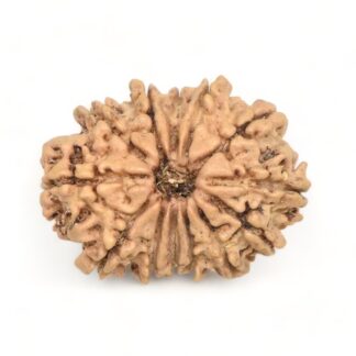 13-Mukhi-Rudraksha-Nepal-7