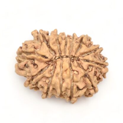 13-Mukhi-Rudraksha-Nepal-7-Back