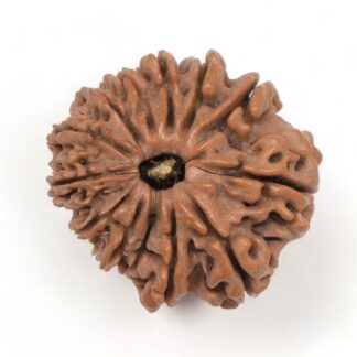 13-Mukhi-Rudraksha-Nepal-8