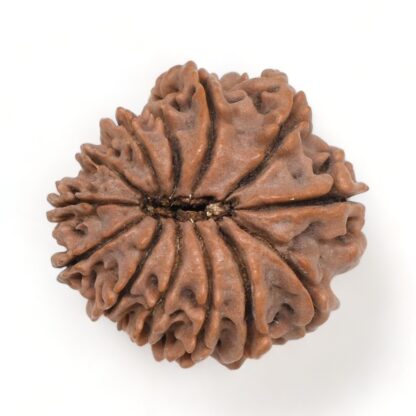 13-Mukhi-Rudraksha-Nepal-8-Back