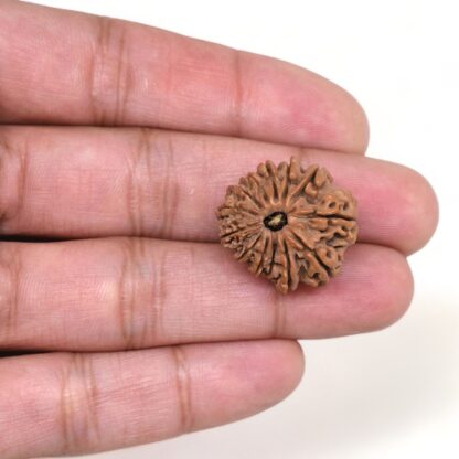 13-Mukhi-Rudraksha-Nepal-8-Hand