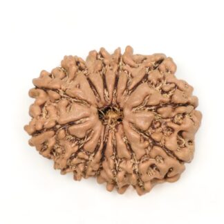 13 Mukhi Rudraksha