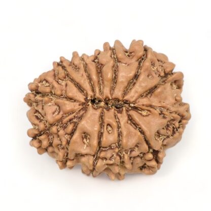 13-Mukhi-Rudraksha-Nepal-9-Back