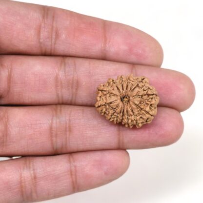 13-Mukhi-Rudraksha-Nepal-9-Hand