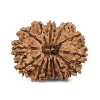 14-Mukhi-Rudraksha-Nepal-1